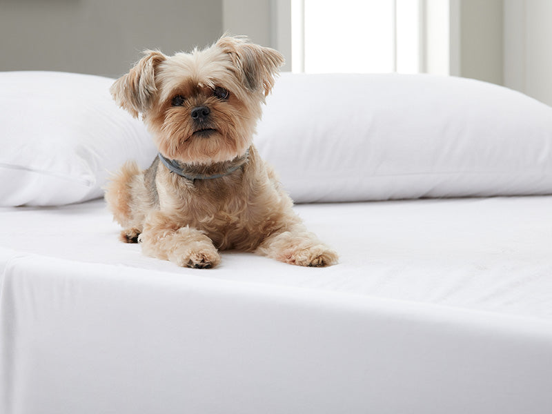 Dog on a mattress protector