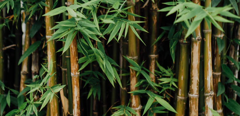 bamboo-trees