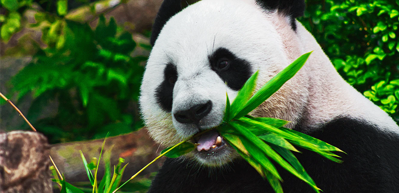 10 Incredible Facts About Bamboo