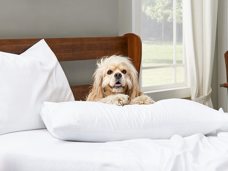 Dog on a white pillowcase