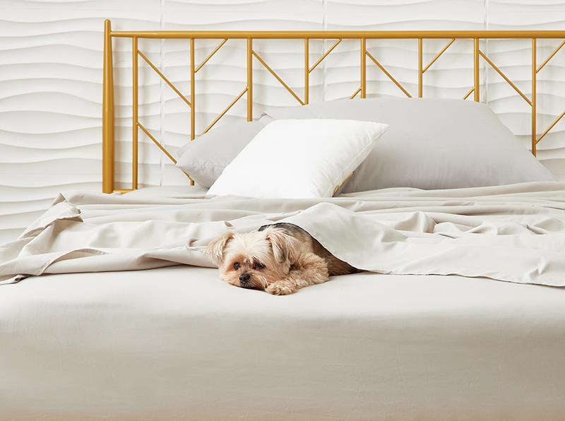 Dog on bed with luxury bamboo sheets