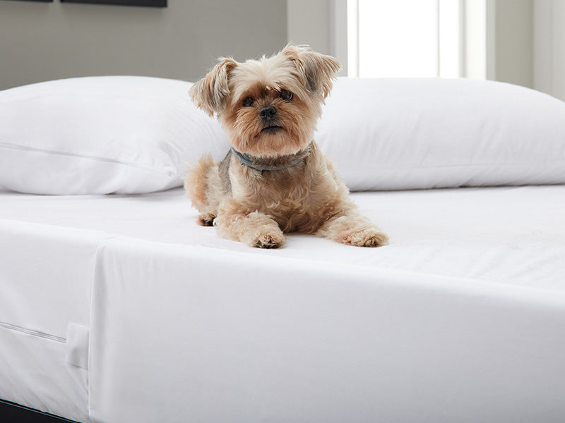Dog on a bed