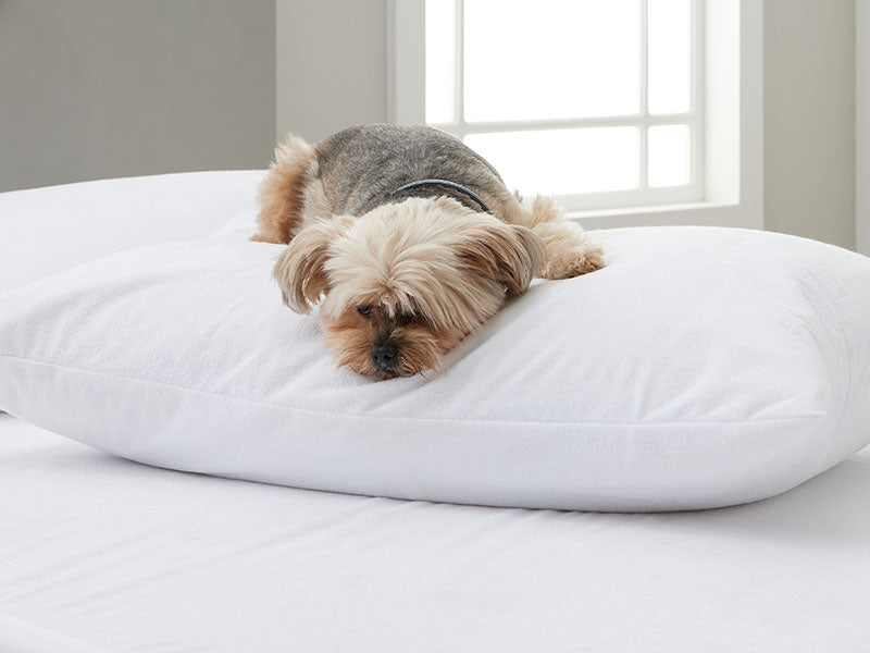 Dog laying on a white pillow